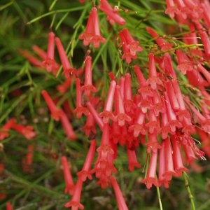 روسلیا(گل مرجانی)